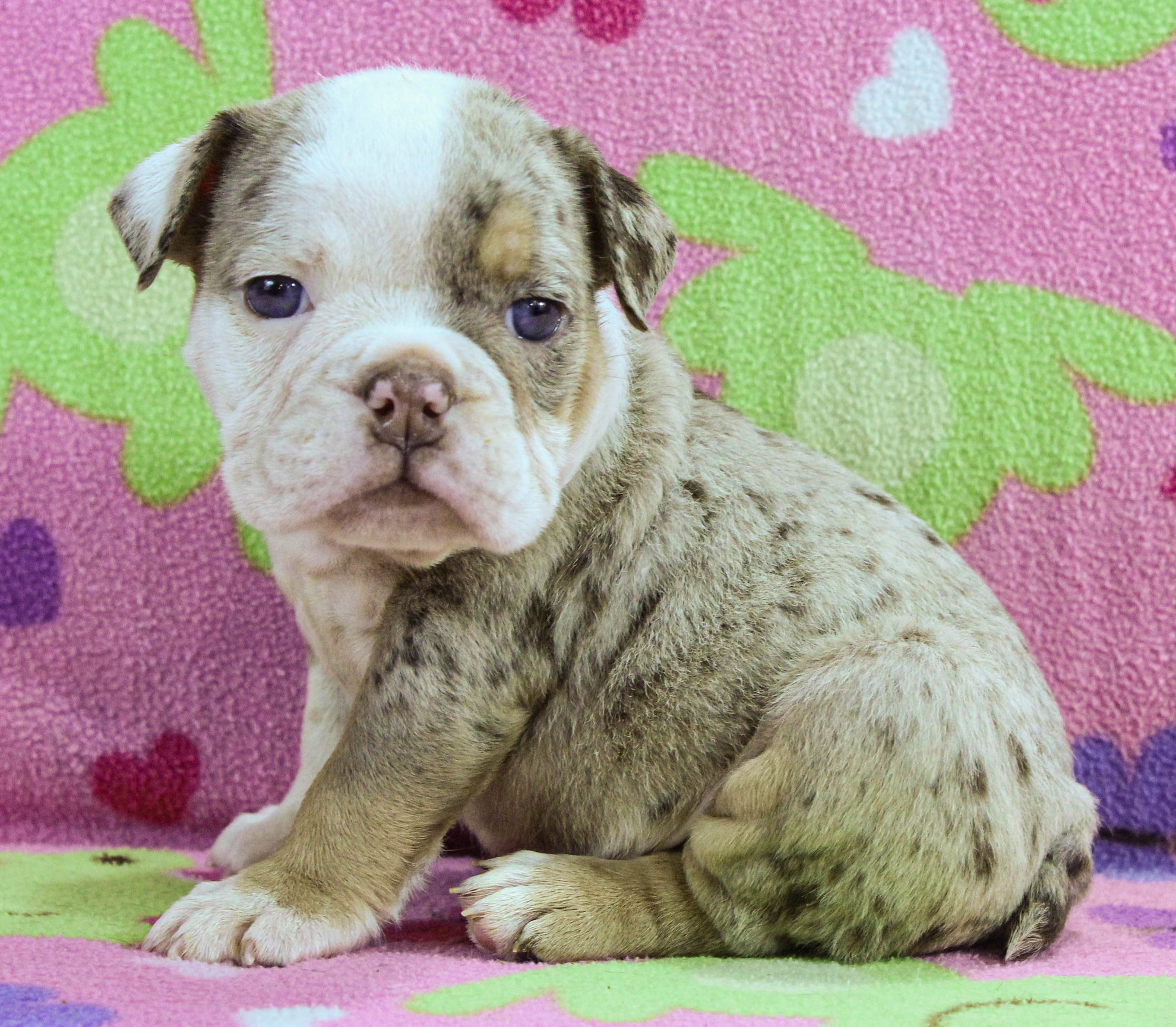 Home of the Smaller AKC English Bulldog Puppies - Newbies