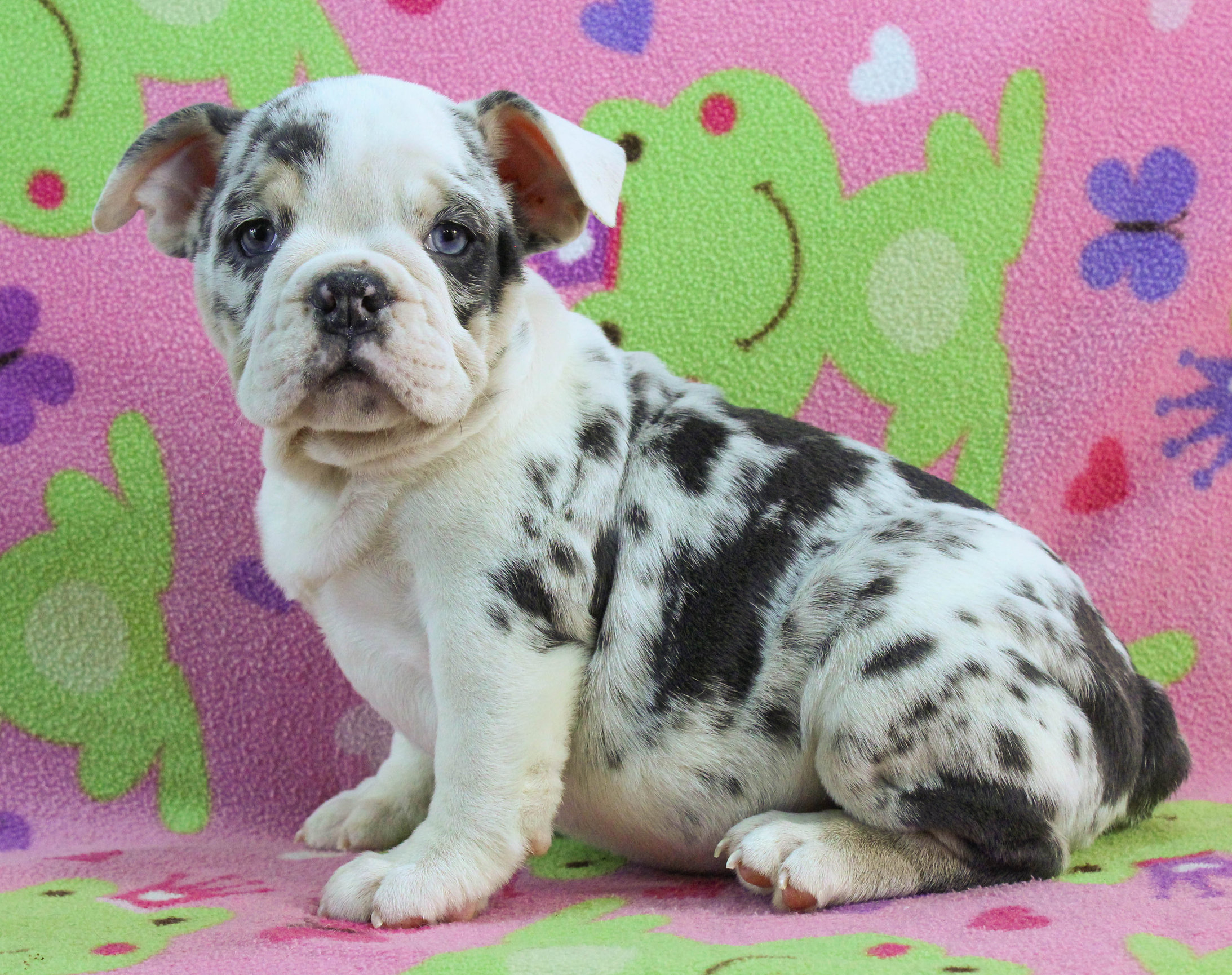 Home of the Smaller AKC English Bulldog Puppies - Newbies