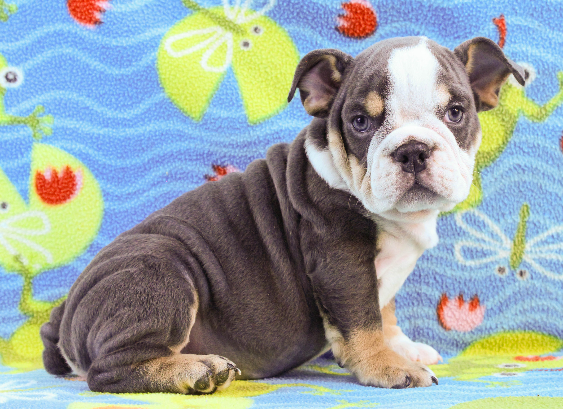 Home of the Smaller AKC English Bulldog Puppies - Newbies