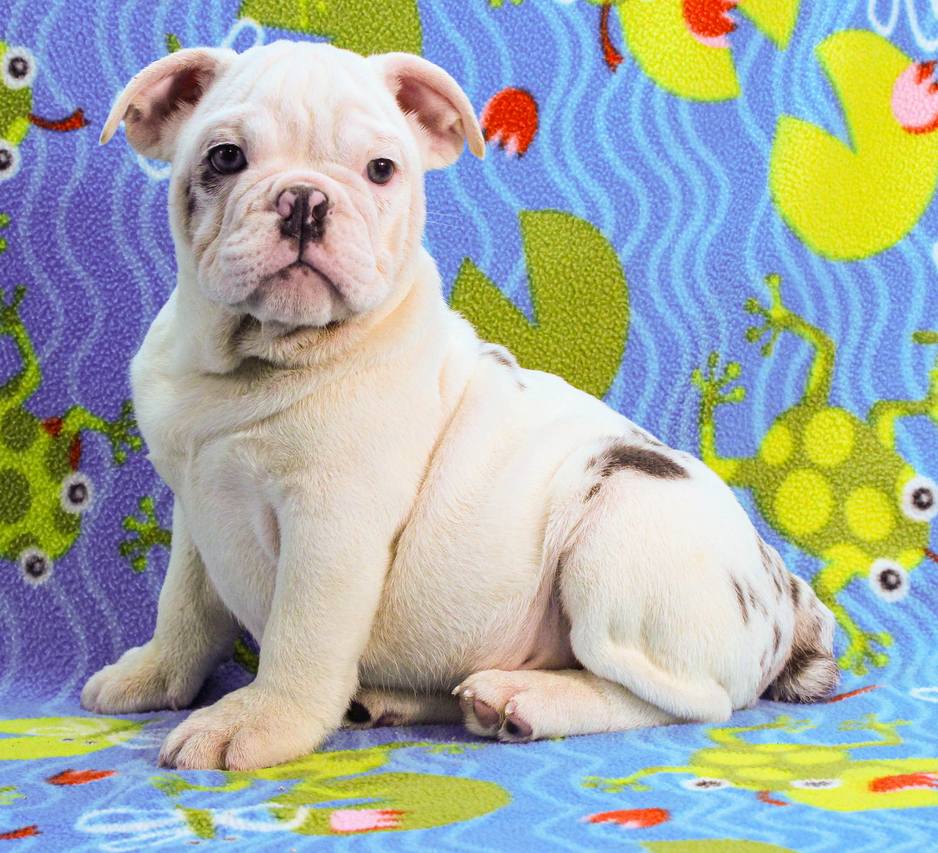 Home of the Smaller AKC English Bulldog Puppies - Newbies