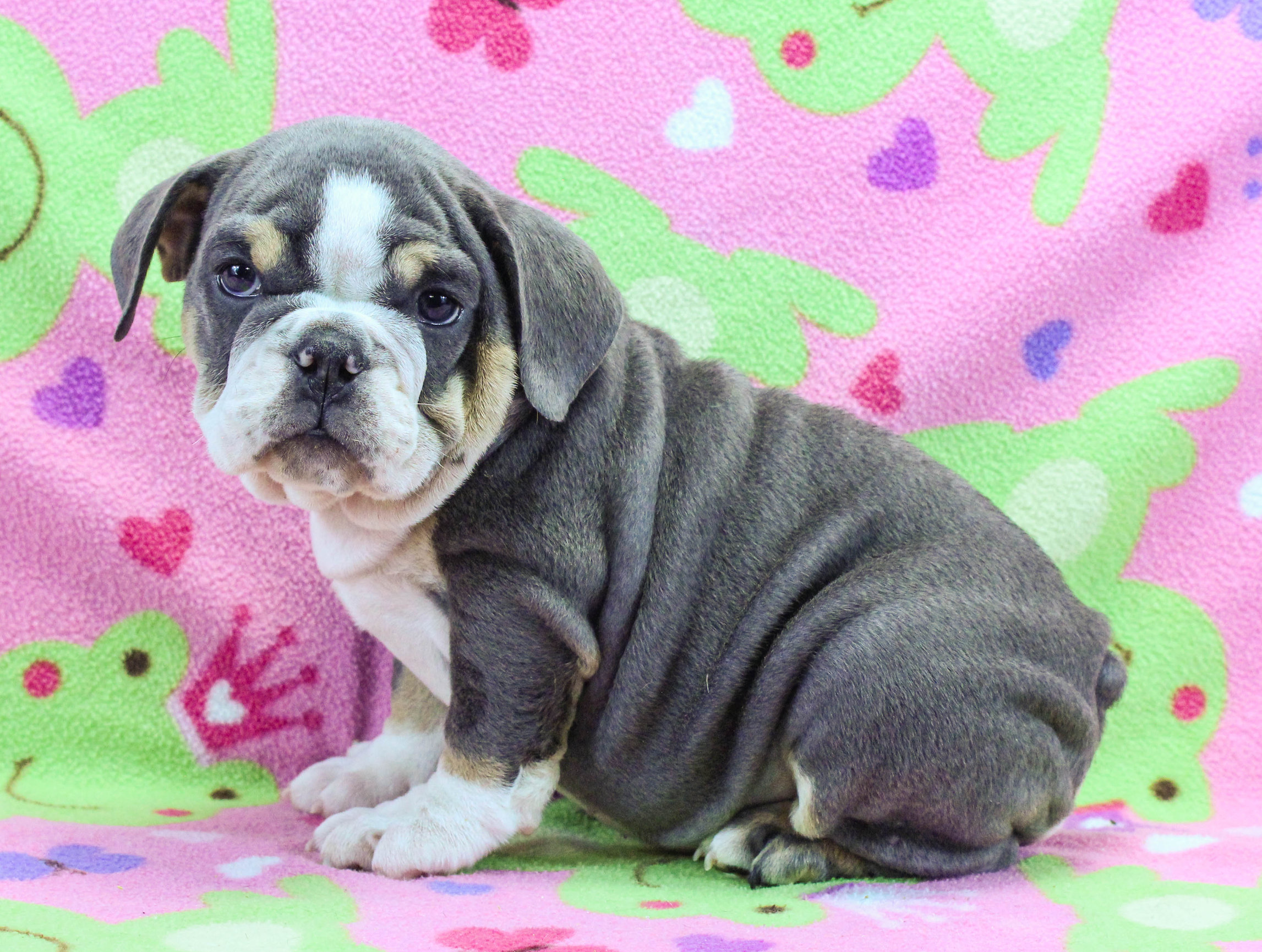Home of the Smaller AKC English Bulldog Puppies - Newbies
