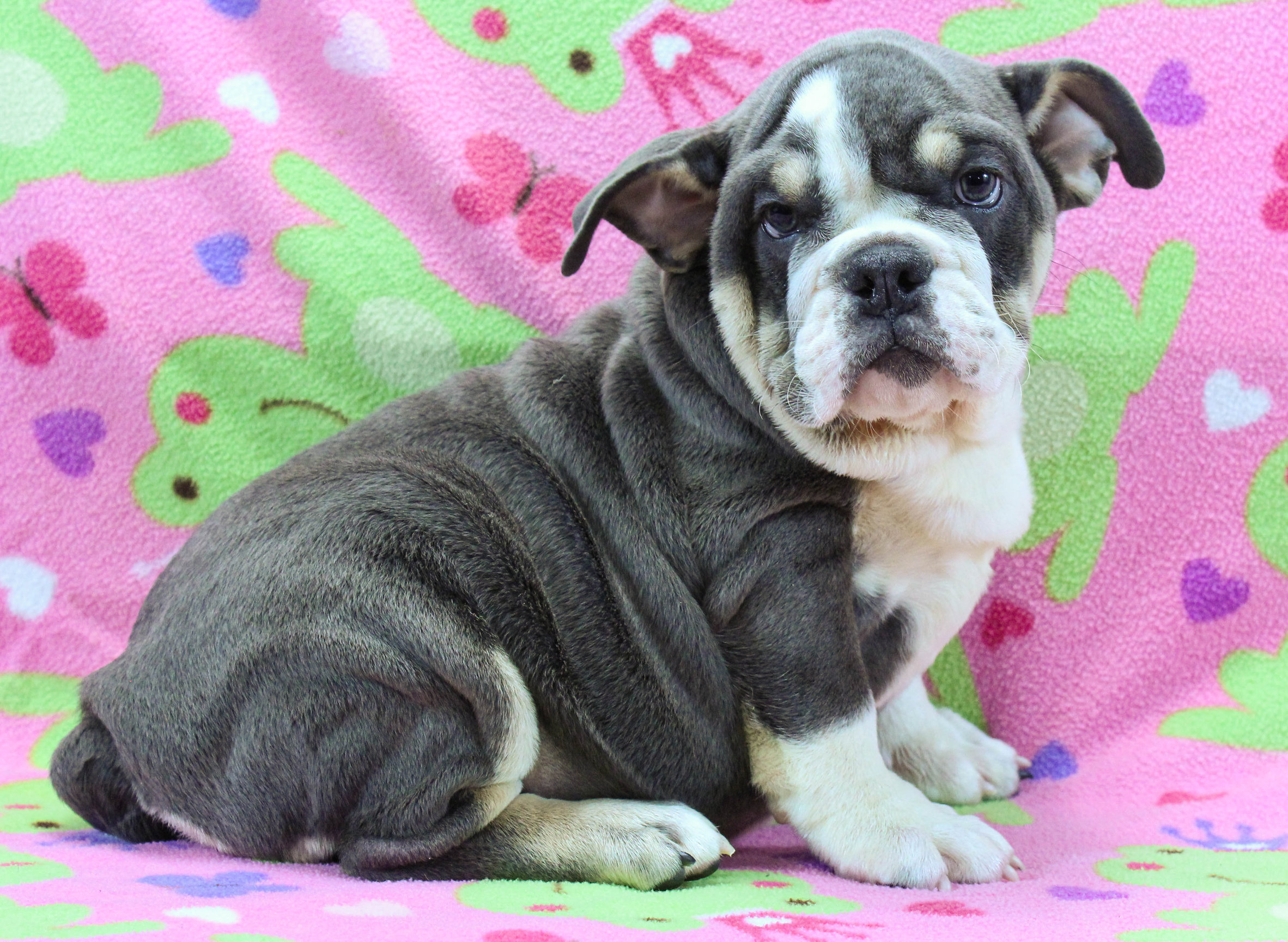 Home of the Smaller AKC English Bulldog Puppies - Newbies