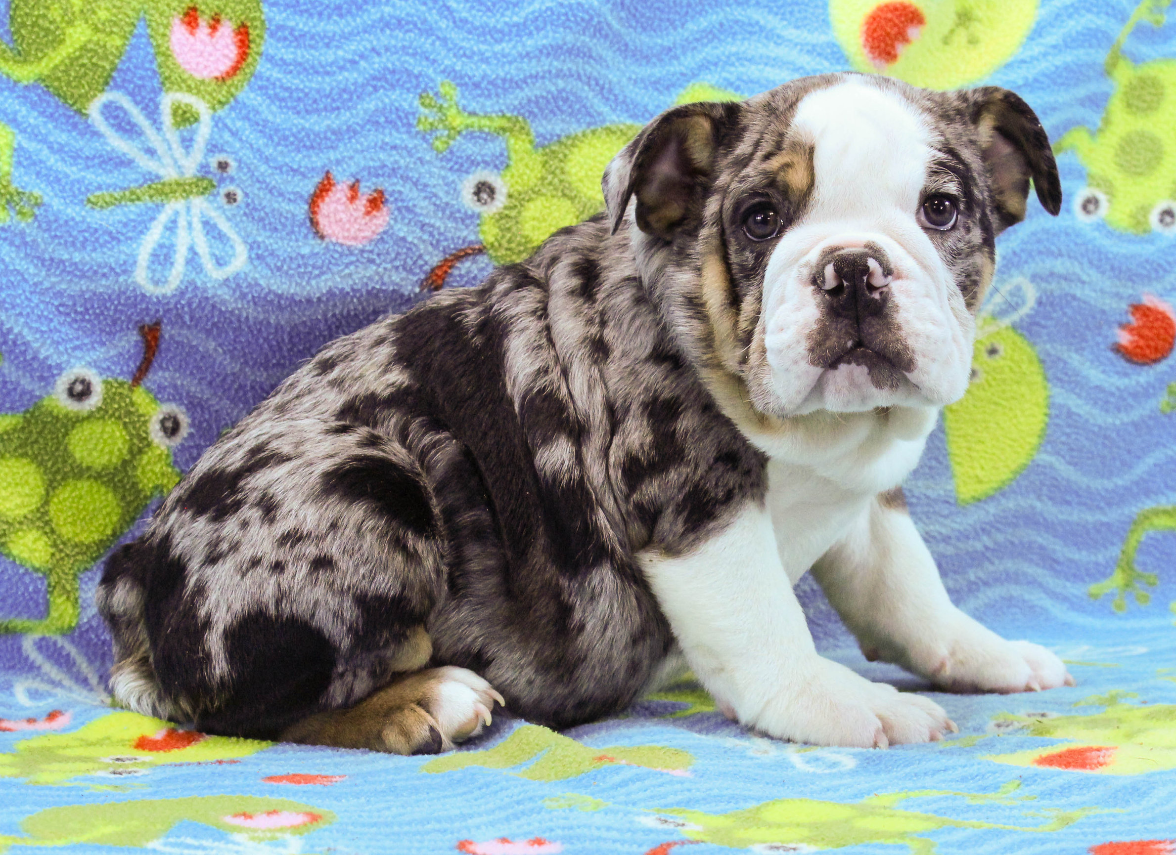 Home of the Smaller AKC English Bulldog Puppies - Newbies