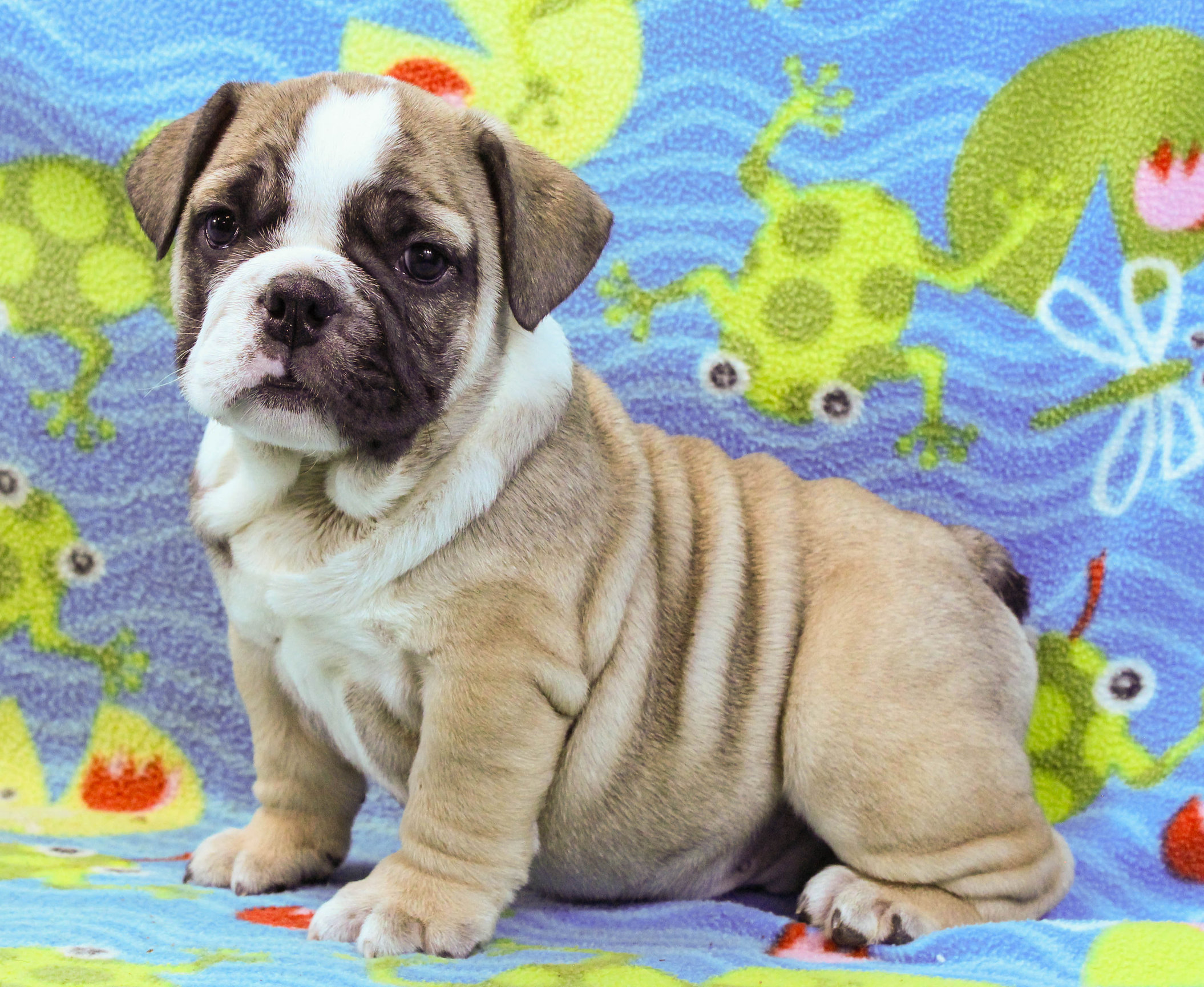 Home of the Smaller AKC English Bulldog Puppies - Newbies