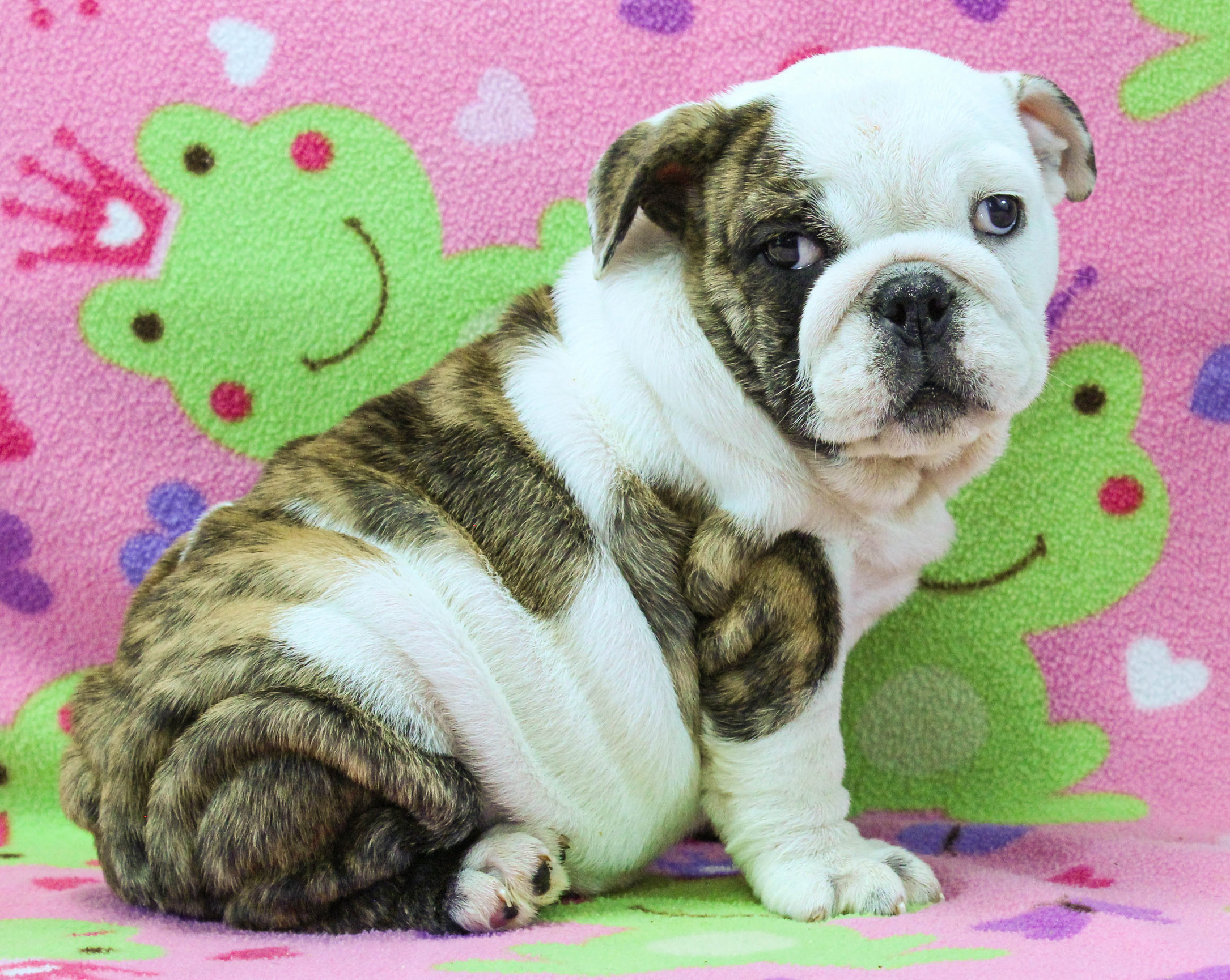 Home of the Smaller AKC English Bulldog Puppies - Newbies
