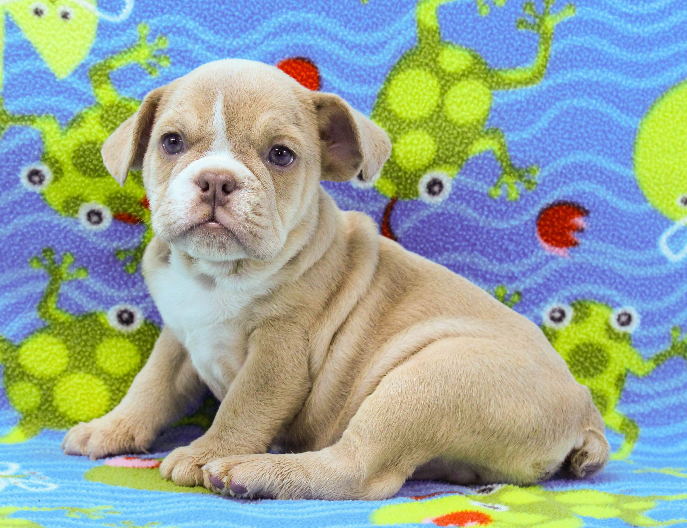 Home of the Smaller AKC English Bulldog Puppies - Newbies