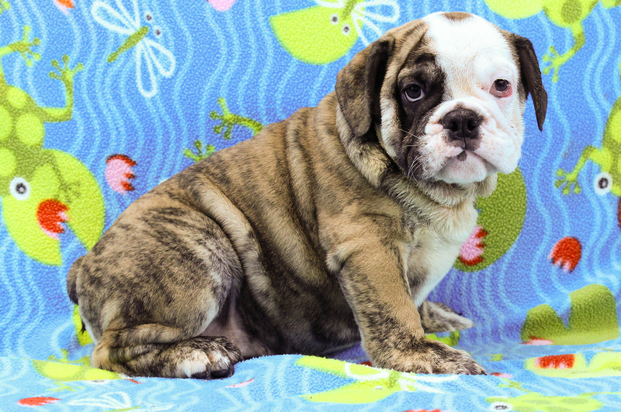 Home of the Smaller AKC English Bulldog Puppies - Newbies