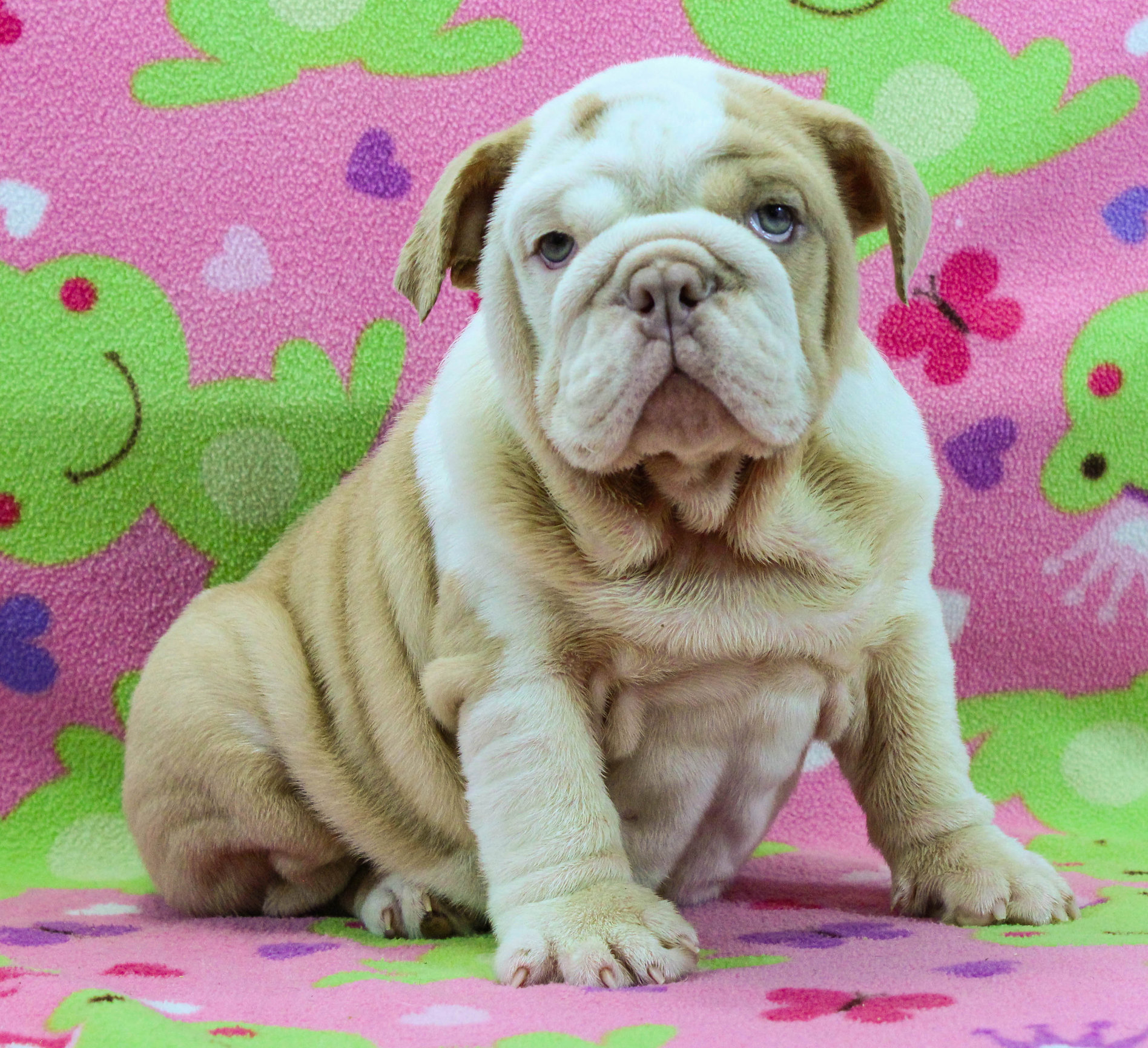 Home of the Smaller AKC English Bulldog Puppies - Newbies