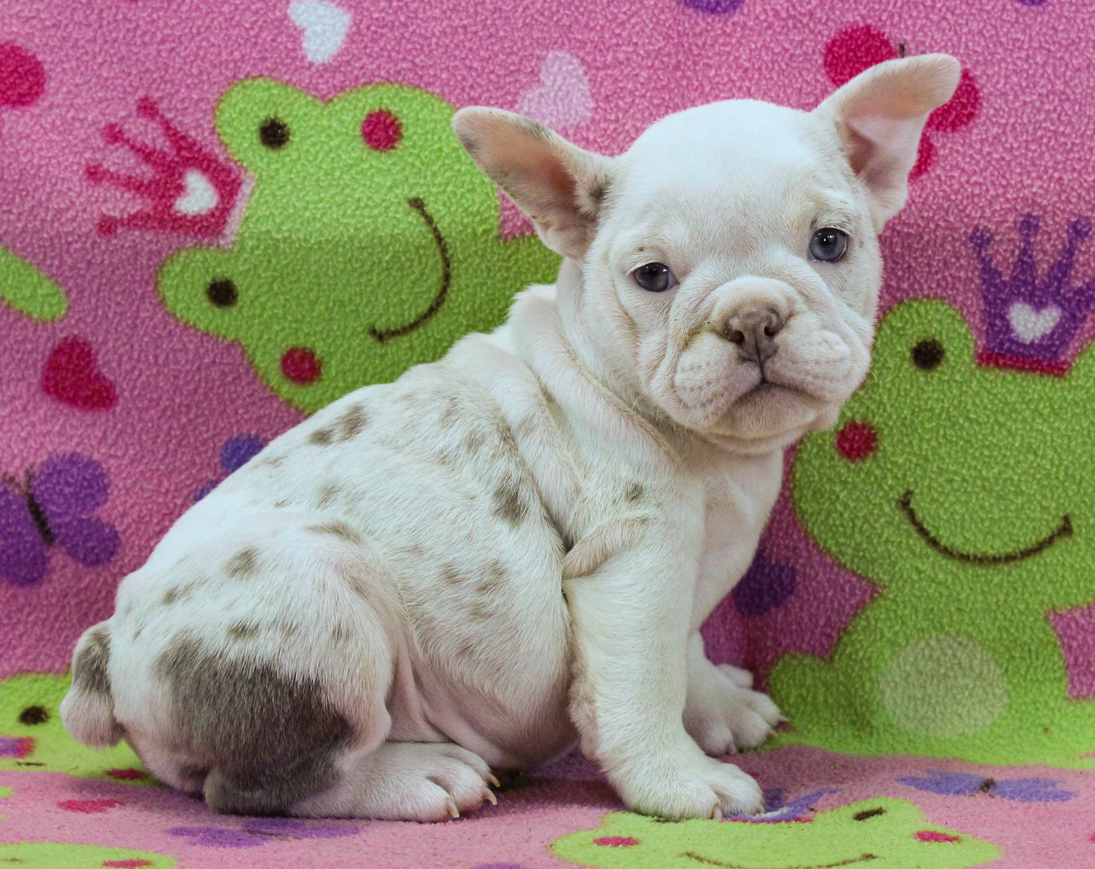 Home of the Smaller AKC English Bulldog Puppies - Newbies
