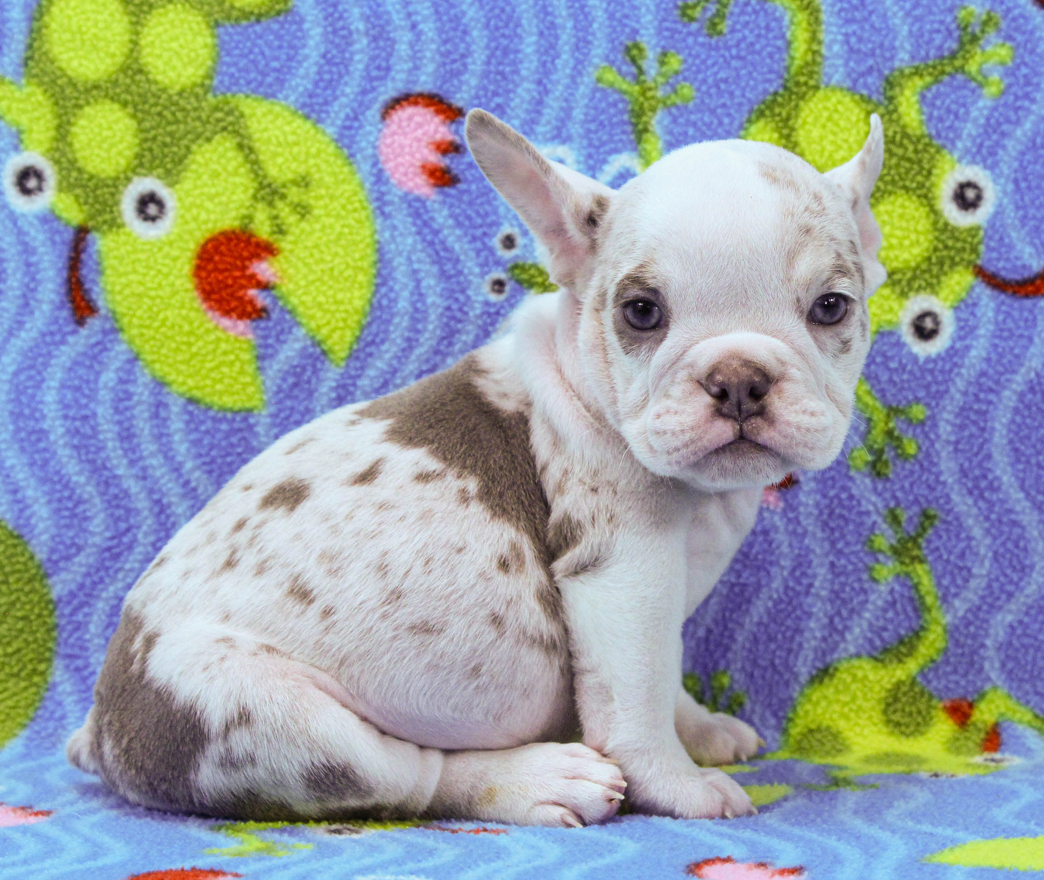 Home of the Smaller AKC English Bulldog Puppies - Newbies