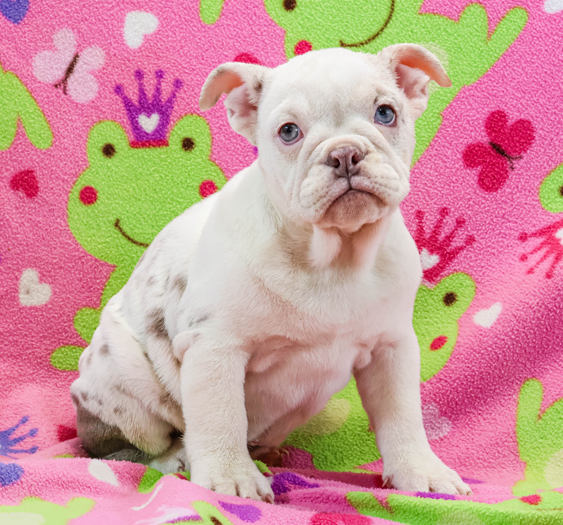 Home of the Smaller AKC English Bulldog Puppies - Newbies