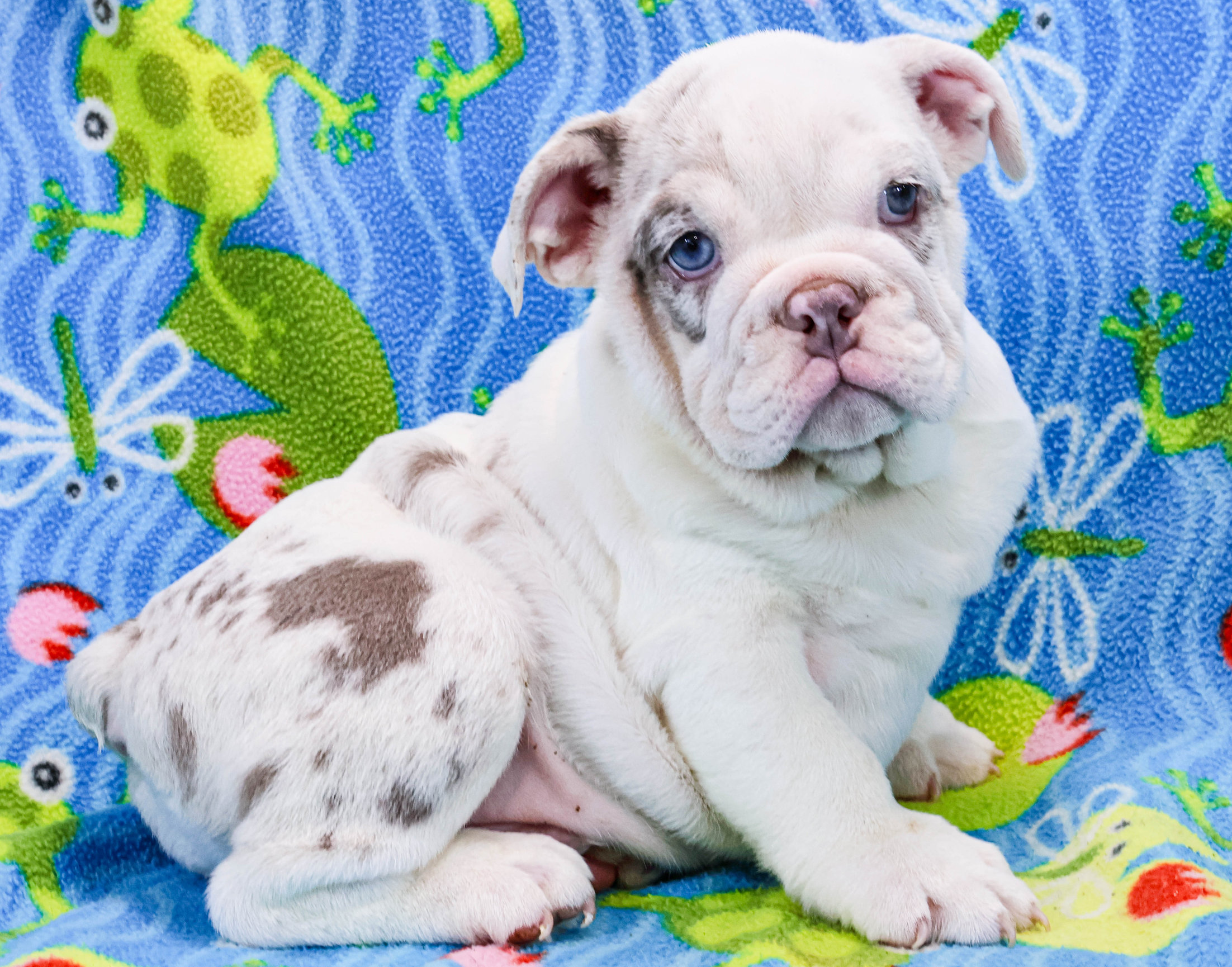 Home of the Smaller AKC English Bulldog Puppies - Newbies