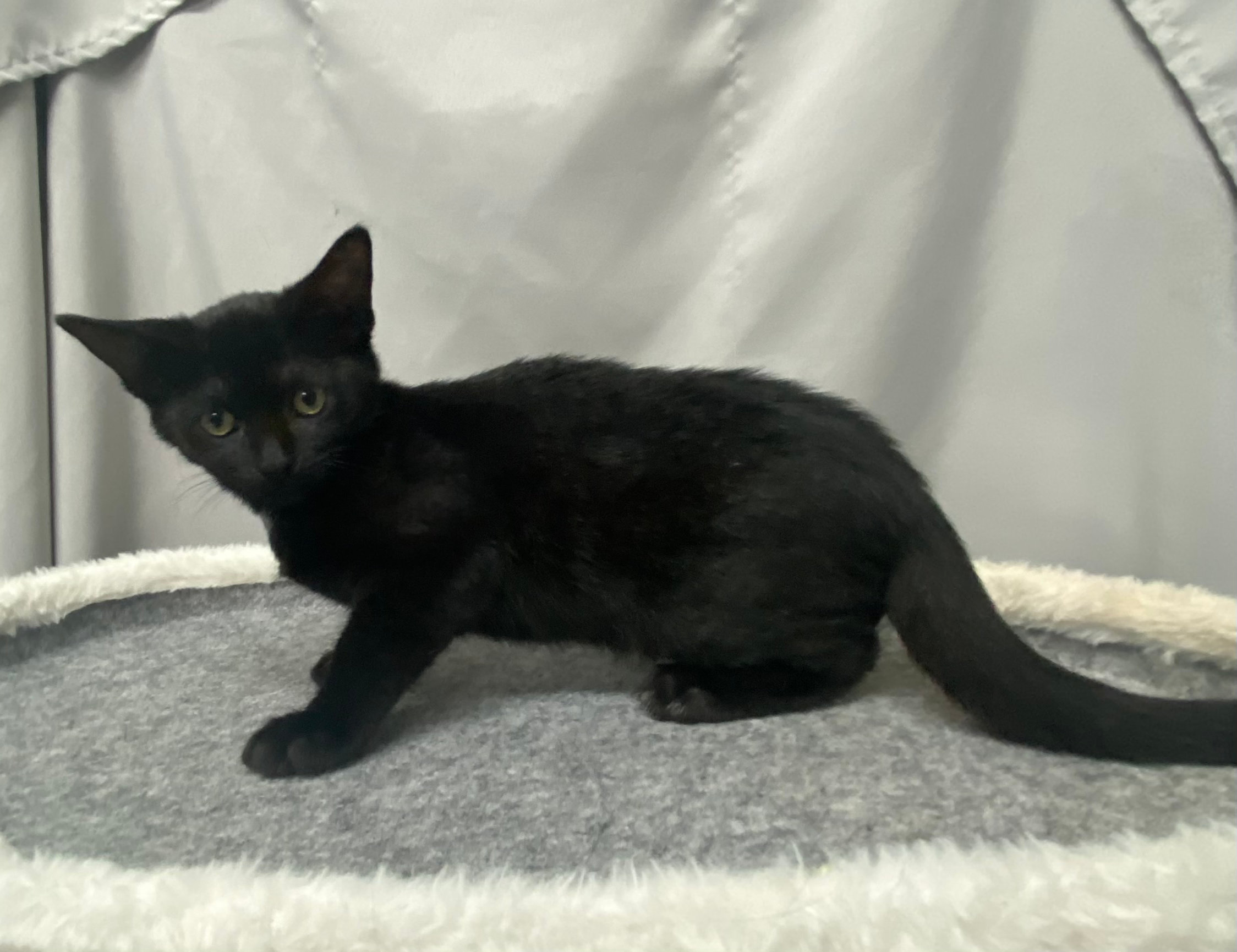 CATS SPCA of the Triad