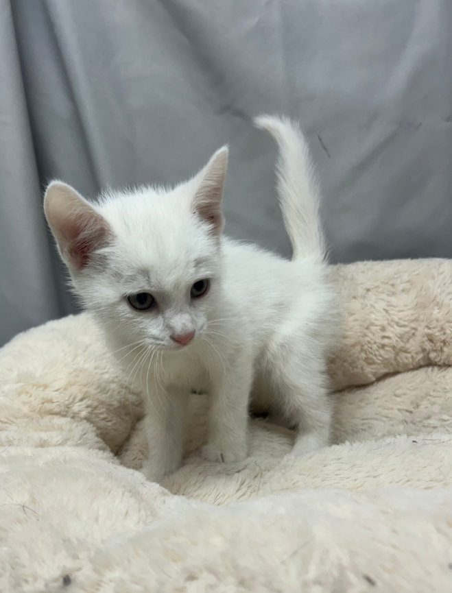 CATS (v1) - SPCA of the Triad