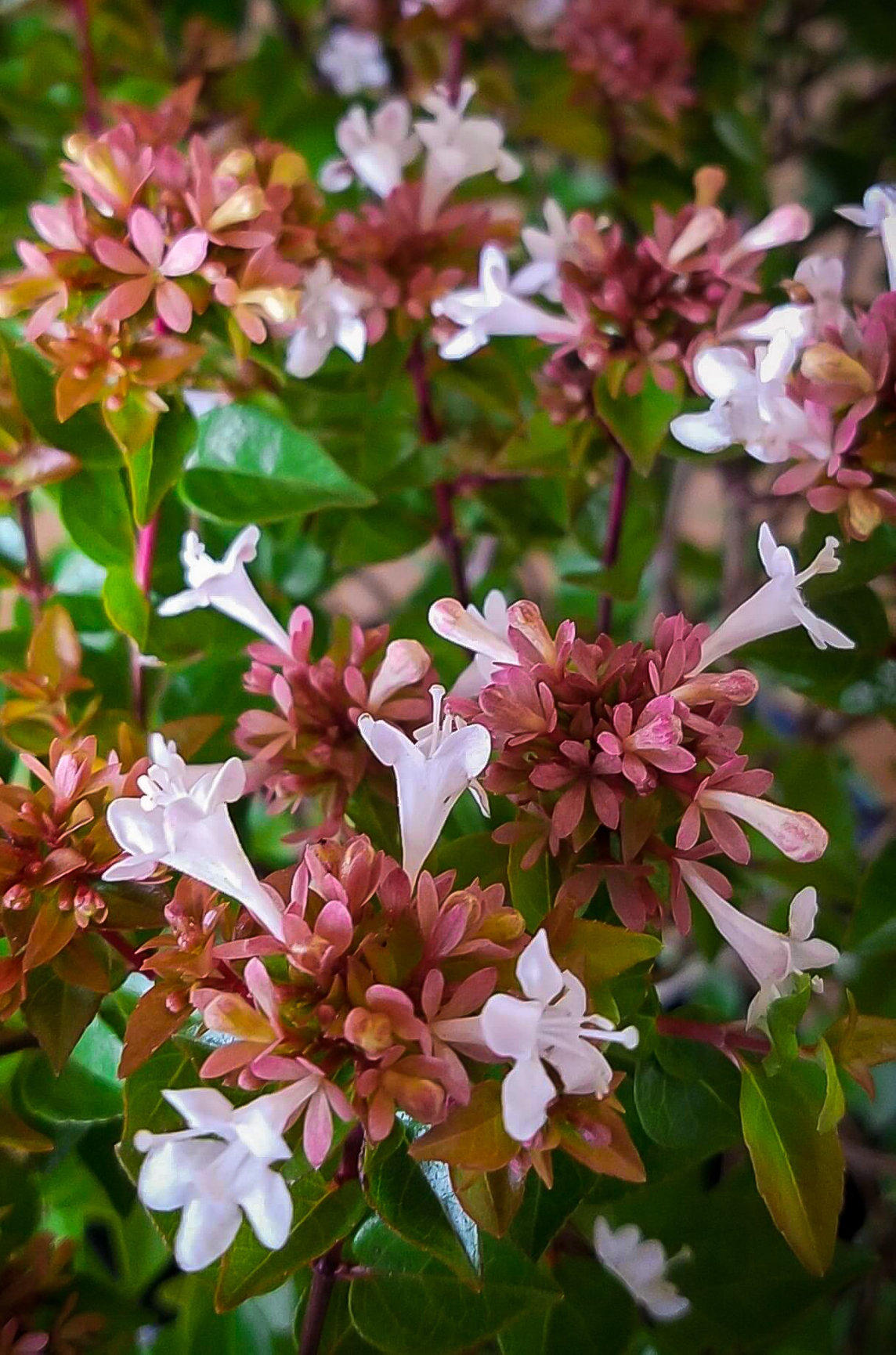 Freeze Hardy Plants and Shrubs For Dallas