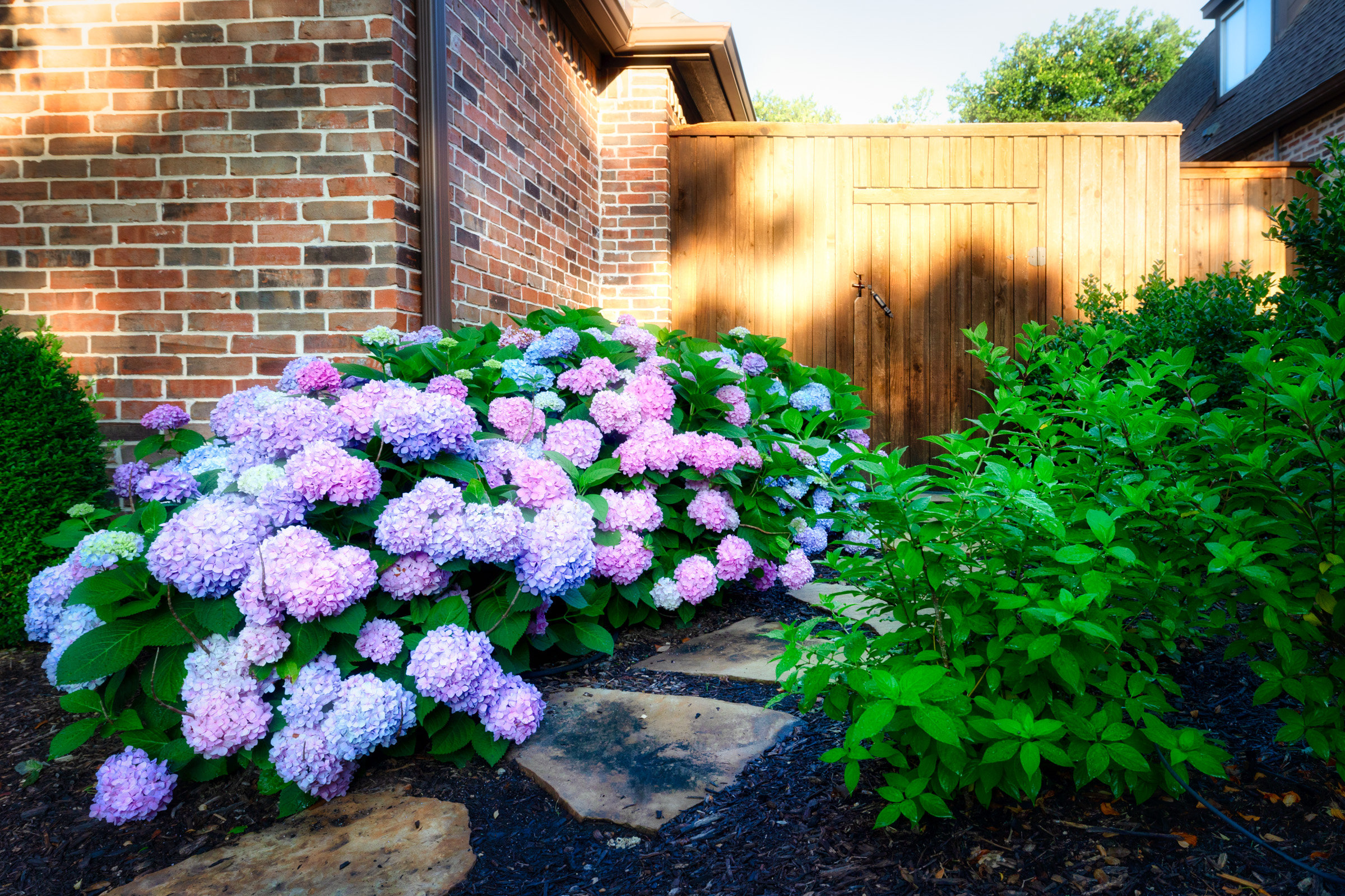 5 Tips for Growing Beautiful Hydrangeas in Dallas