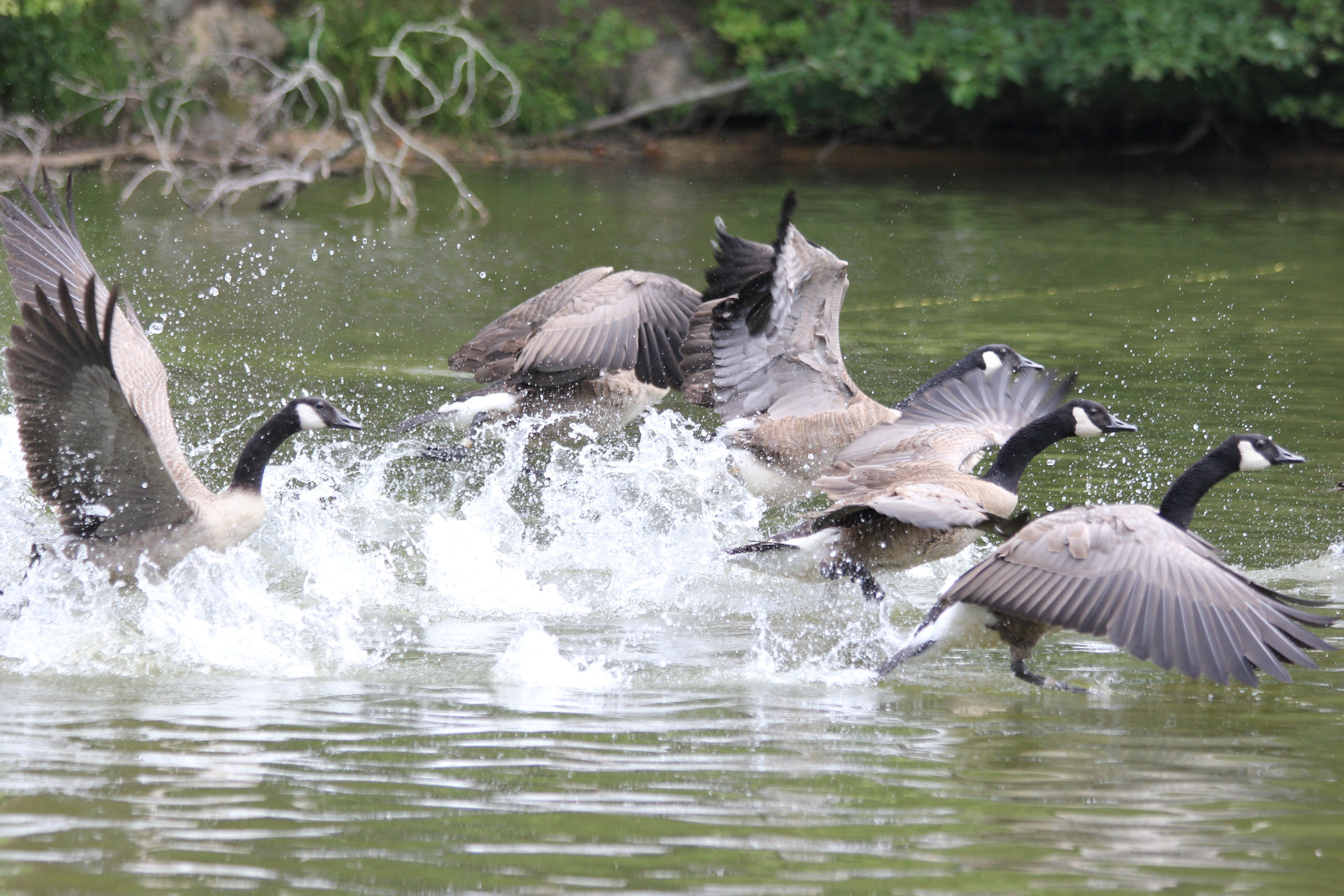 residential-vs-non-residential-geese-goose-masters