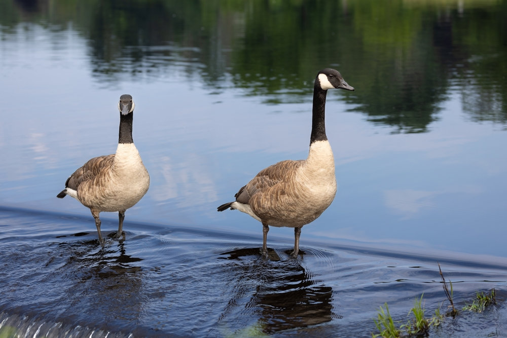 Puppy ate 2024 goose poop