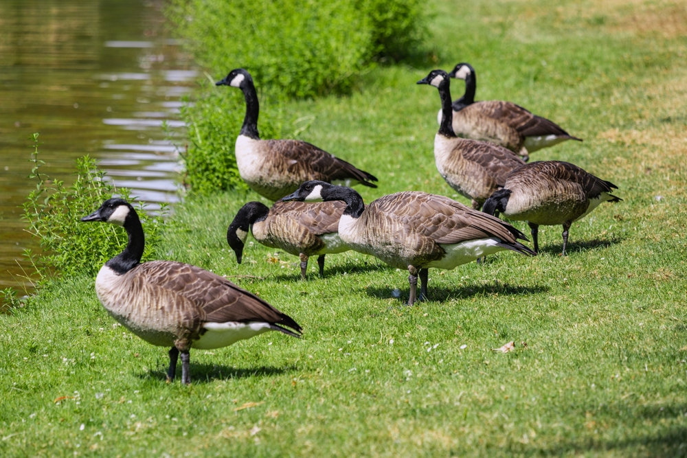 Why Are Geese Not Afraid Of Cars Goose Masters