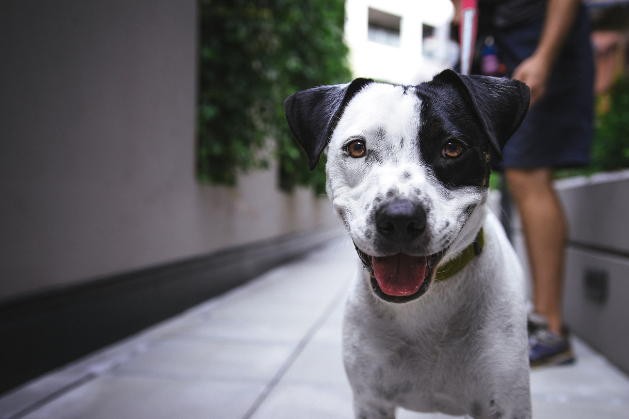 A happy black and white dog with a collar stands on a sidewalk.
